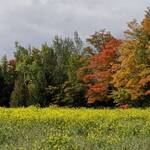 Immagine: 11_Luisa Pedron Paoli_Autumn