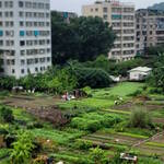 Immagine: 13_Antonio Facchinelli_orti