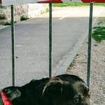 Immagine: 14_Marcella Zandonai_"Maxi, piuttosto interdetto, a causa della chiusura dei parchi, durante la prima ondata di COVID"