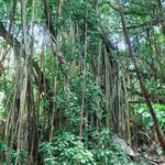 Immagine: 15_Veronica Pasqualetto_Seychelles_vegetazione