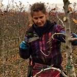 Immagine: 19_Marcella Zandonai_"Potando meleti in Nuova Zelanda"