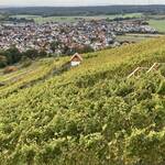 Immagine: 1_Mirtis Conci_Giardino degli Apostoli adibito alla coltivazione della vite_Ph. Alberto Deponti