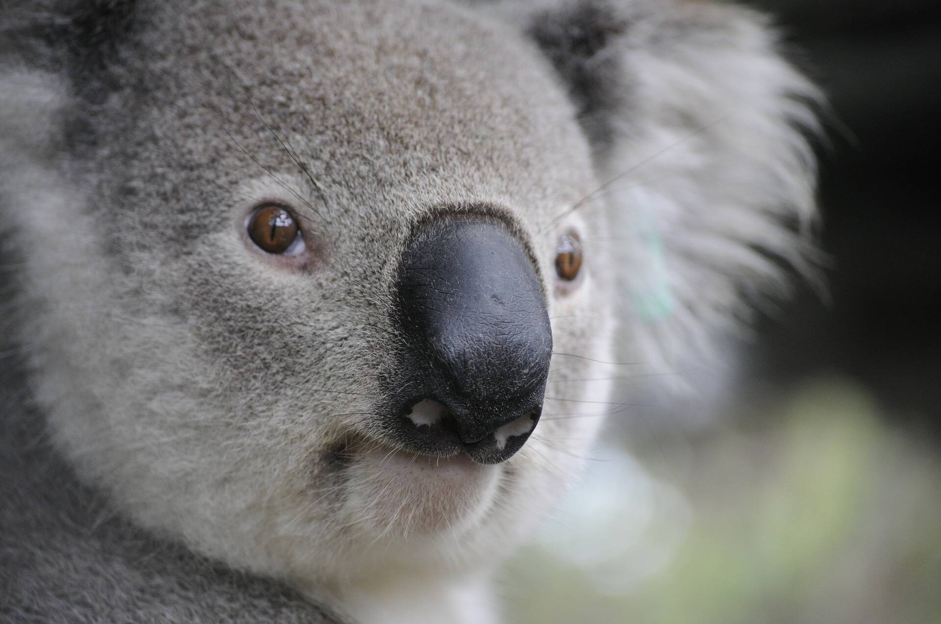 Immagine: 1_Pixabay_Koala