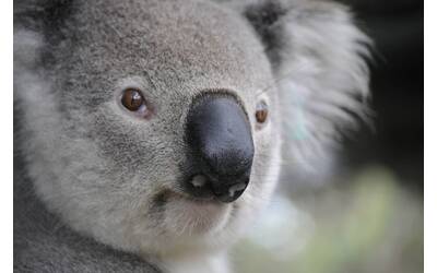 Immagine: 1_Pixabay_Koala