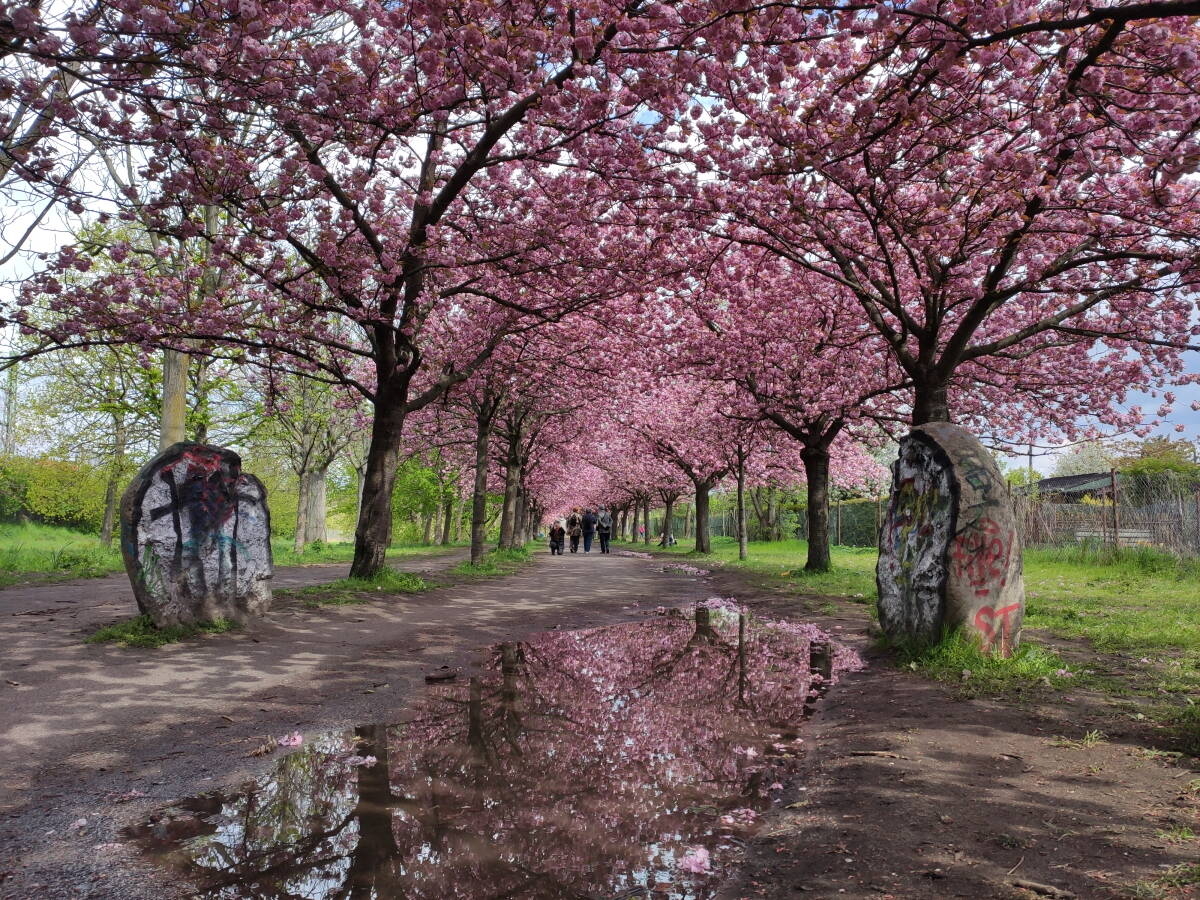 Immagine: 1a_Passeggiata primaverile nei pressi di casa a Berlino