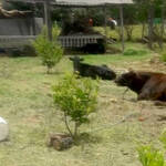 Immagine: 2_Dario Chilovi_giardino fuori casa