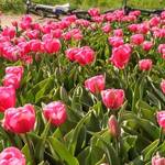 Immagine: 3_Beatrice March_tulipani - Olanda