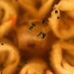 Immagine: 3_Denis Franceschini_primo piatto