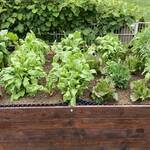 Immagine: 3_Mirtis Conci_L’orto di casa mescolando tradizione trentina e tedesca_Ph. Alberto Deponti