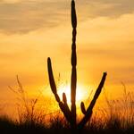 Immagine: 3_Monica Bonadiman_tramonto