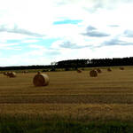 Immagine: 3_Virginia Trinco_Campi a fine estate