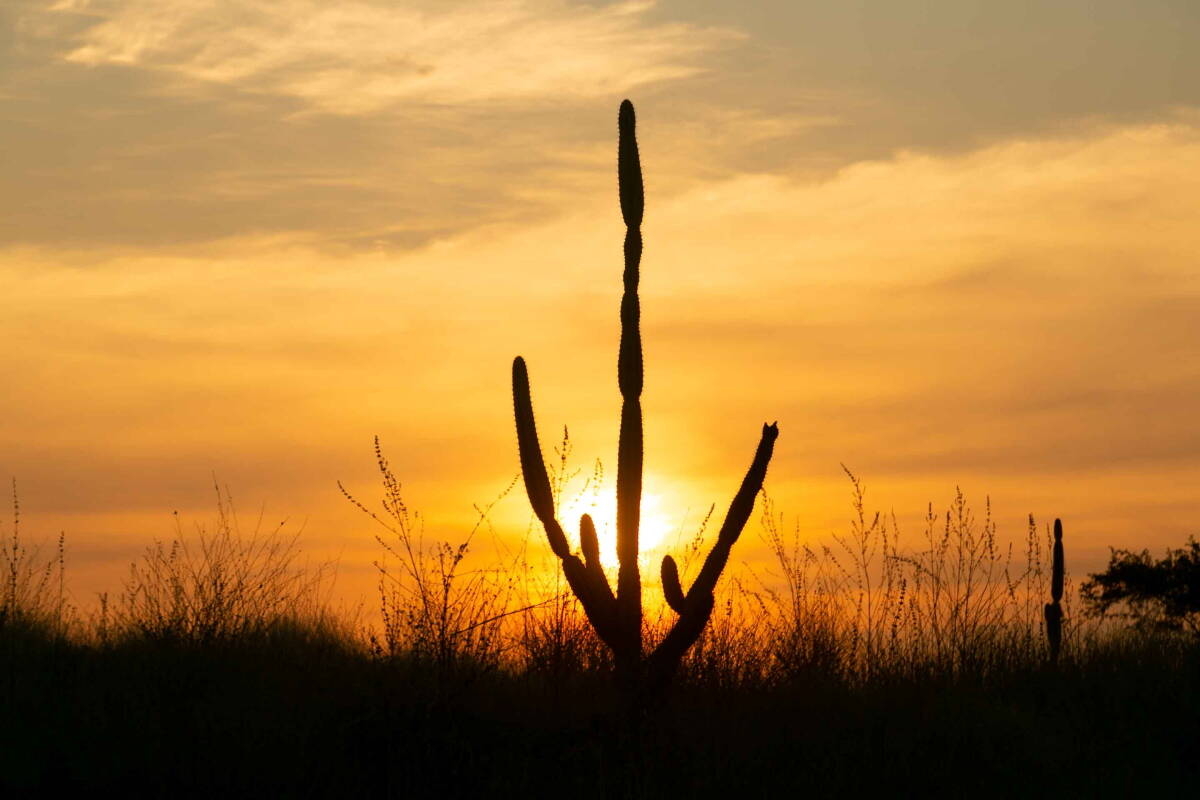 Immagine: 4_9V9A4943