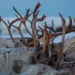 Immagine: 4_Alessandro Belleli_Artico