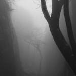 Immagine: 4_Gianluca Paolazzi_trees