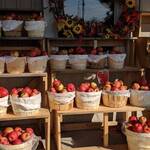 Immagine: 4_Luisa Pedron Paoli_mele