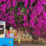 Immagine: 4_Olivia Olivo_Menzel Bourguiba