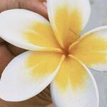 Immagine: 5_Agata dal Ri_ Fiore