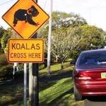 Immagine: 5_Francesco Erioldi_Attenzione ai Koala che attraversano la strada