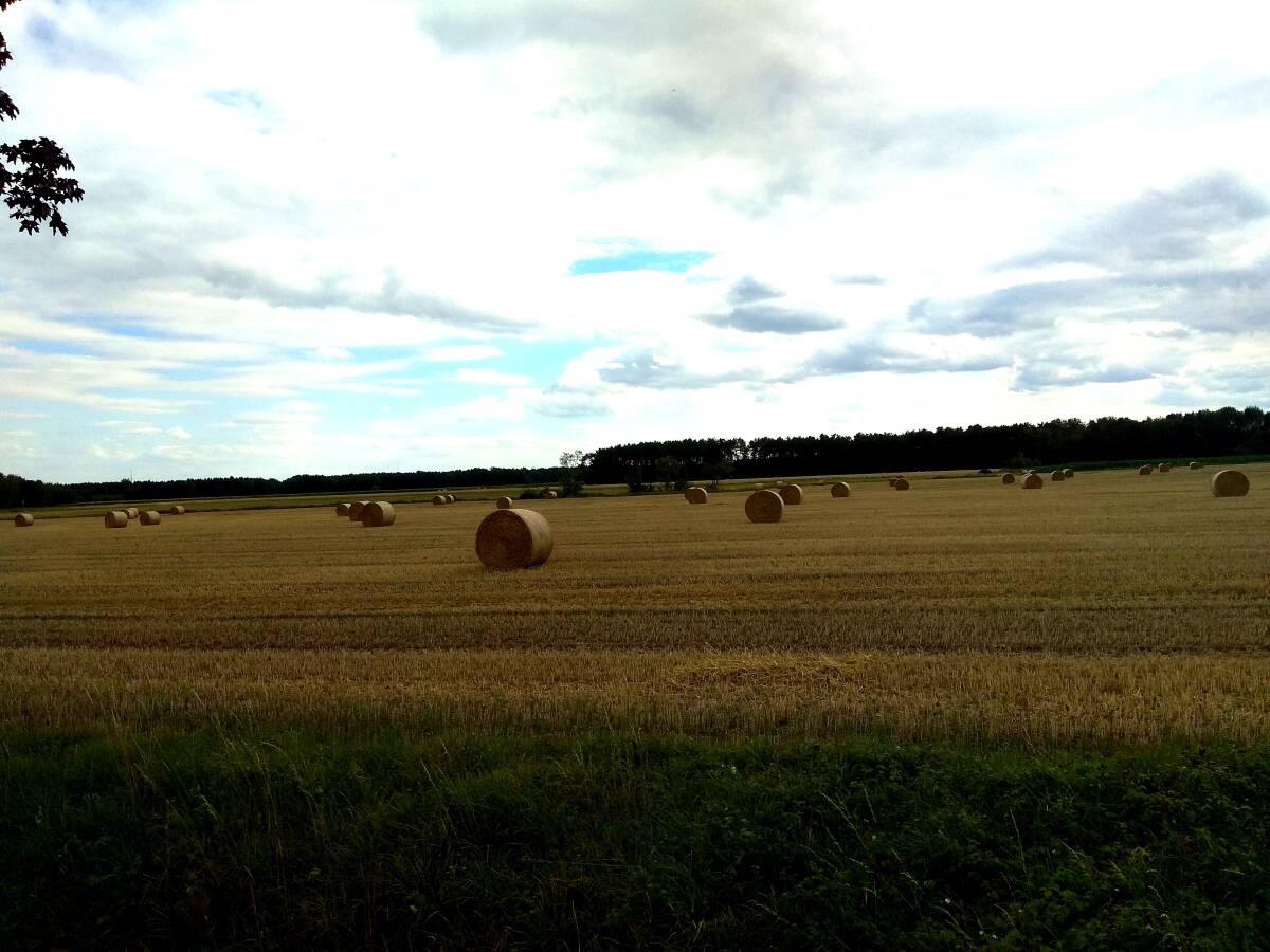 Immagine: 6a_Campi a fine estate