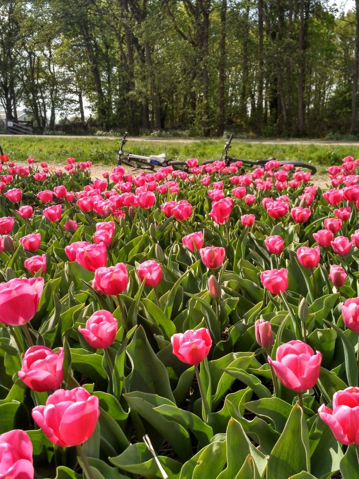 Immagine: 77527a02-9d83-4819-b54f-4d7a69a14cce