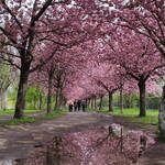 Immagine: 9_Francesca Zeni_passeggiata a Berlino