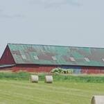 Immagine: 9_Luisa Pedron Paoli_Farm