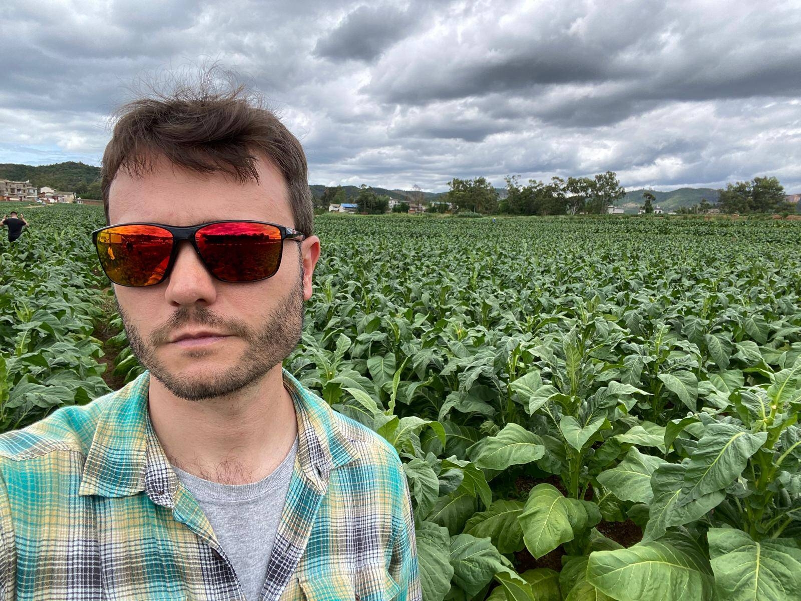 Immagine: In un campo di tabacco in Cina