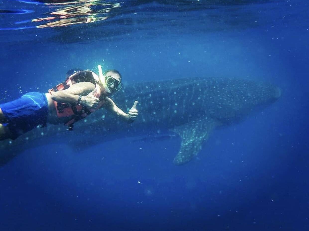 Immagine: Messico.squalo balena.viaggio2017