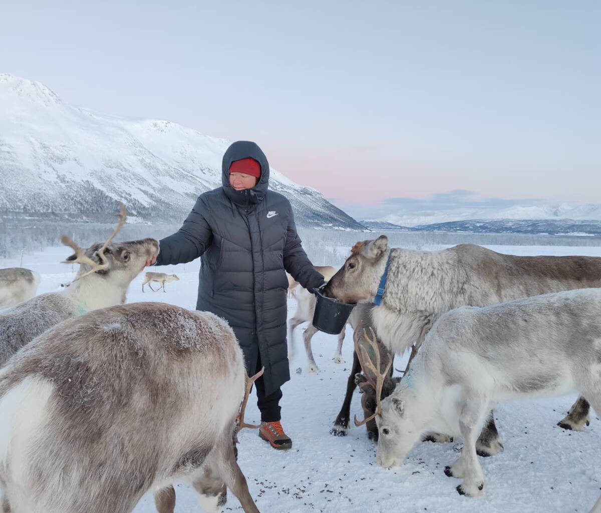 Immagine: Tra le renne, Lyngen Alps, Norvegia